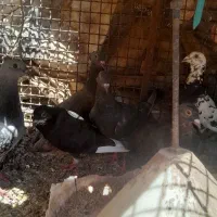 کفتر
