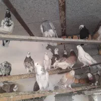 کبوتر