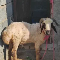 قوچ چاق دوساله وزن 36 کیلو