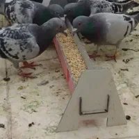 دانخوری کفتر