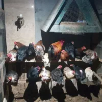 مرغ تخم‌گزار  وتخم نطفه دار