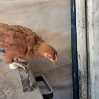 تعدادی بلدرچین و جوجه