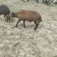 شیشک قوچ همو وزن ۷۵
