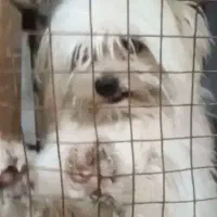 سگ پشمالو گم کردم