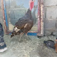بوقلمون و لاری