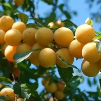 الو قطره طلا