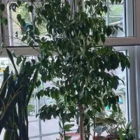 بنجامین آمستر-بنجامین معمولی