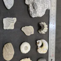 مجموعه فسیلهای قدیمی و خاص