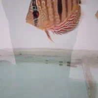 ماهی کلکسیونی نژاد هکل کراس
