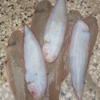 ماهی زبون درشت