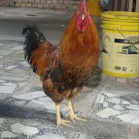 خروس محلی
