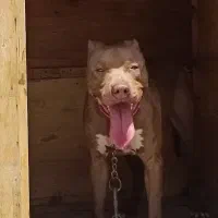 سگ پیت بول