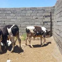 گاو  گوساله نر سمینتال
