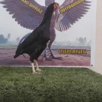 مرغ اوشامو