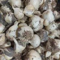 موسیرتازه کوهی