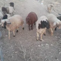 بره نر چاق