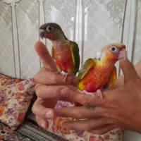 گرینچیک سوپردبل فول قرمز