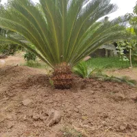 گل.  نخل سیکاس
