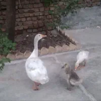 غاز|حیوانات مزرعه|الشتر, |دیوار