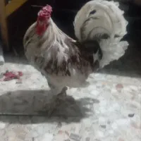 خروس