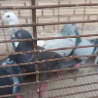 دورگ پلاکی وپلاکی پلاک توپا