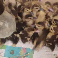 اردک اسرائیلی 30روزه سرحال