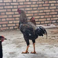 مرغ و خروس