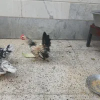 مرغ و خروس چینی