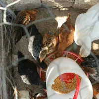 جوجه مرغ محلی ۲ماهه