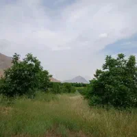 فروش زمین و باغ گردویی صمصامی