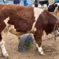 فروش ویژه گوساله سیمنتال ترکمن