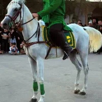 اسب مادیان عرب