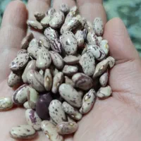 لوبیا چیتی تازه و ارگانیک