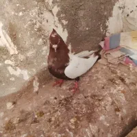 قزونی نر مست