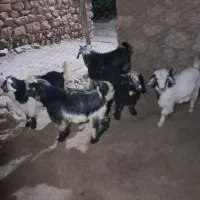 بیگ شیری