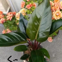 گل گلدان خاک تقویت کننده گل