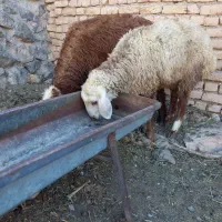 بره نروماده