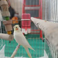 عروس هلندی