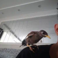 مرغ مینا