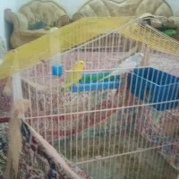 مرغ عشق