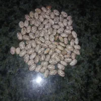 لوبیا ارتشی