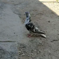 کفتر