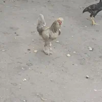 خروس سلطان