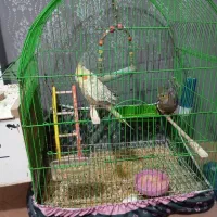 یک جفت عروس هلندی