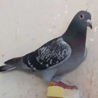 پلاکی مسافتی ماده مولر ۳۸۰ پرینت مسابقه