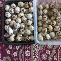 تخم بلدرچین نطفه دار
