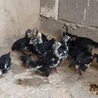 تعدادی نیمچه گلین خال سوزنی