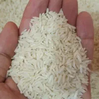برنج طارم وزارتی و صدر هاشمی (کالابرگ وبشرط پخت)