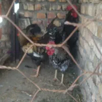 3عدد خروس|حیوانات مزرعه|اسفراین, |دیوار