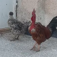 مرغ و خروس جوان